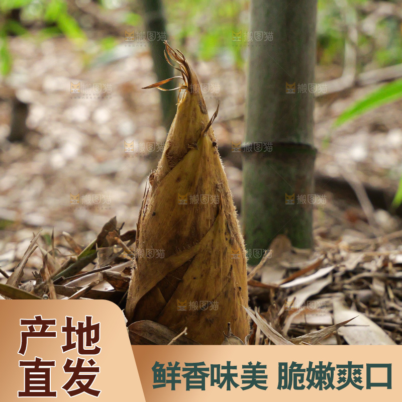 竹林现挖的冬笋