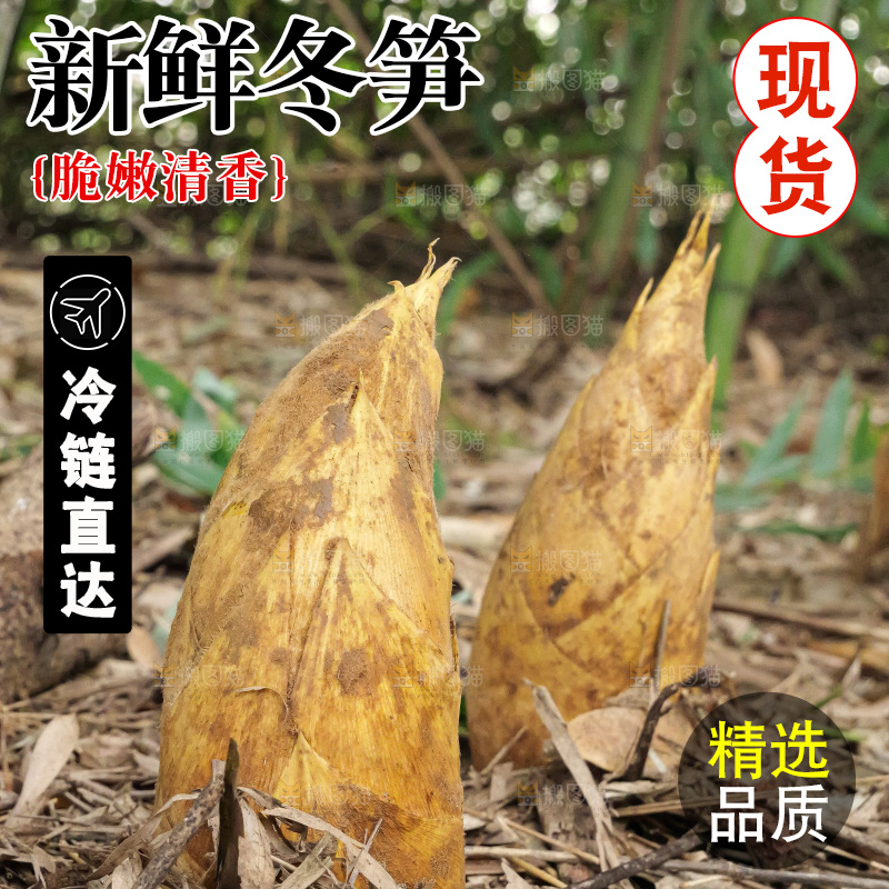 竹林现挖的冬笋