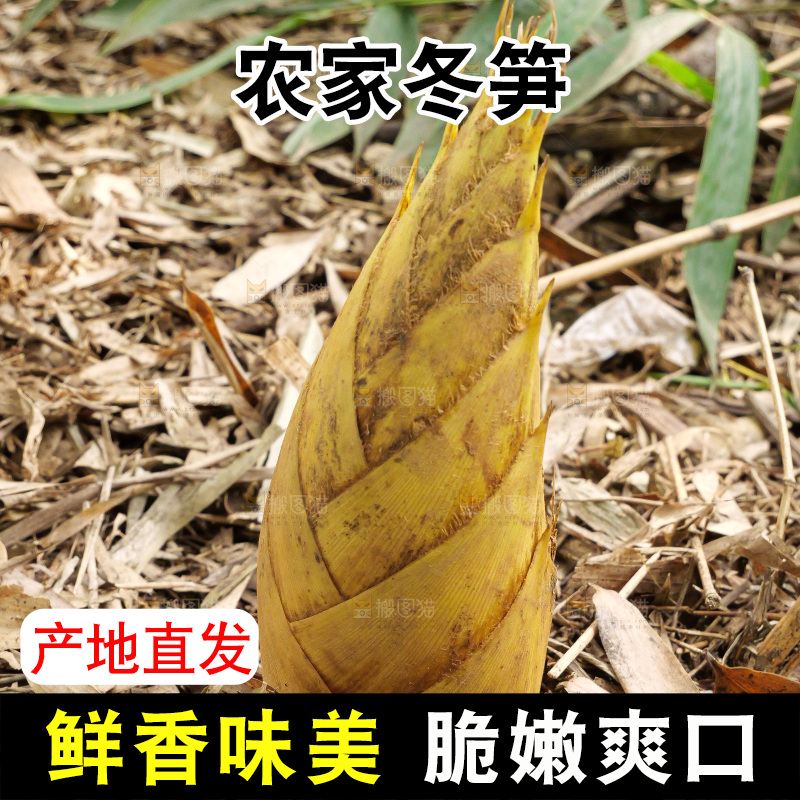 竹林现挖的冬笋
