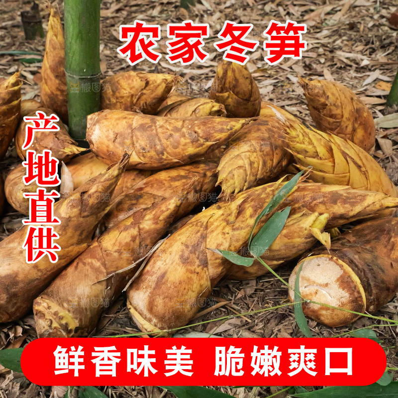 竹林现挖的冬笋