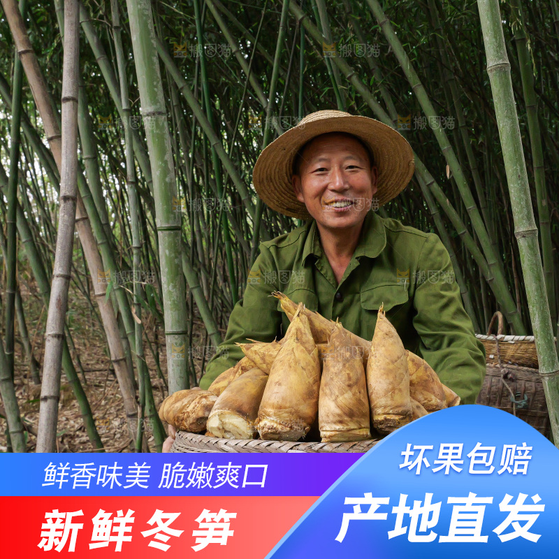 竹林现挖的冬笋