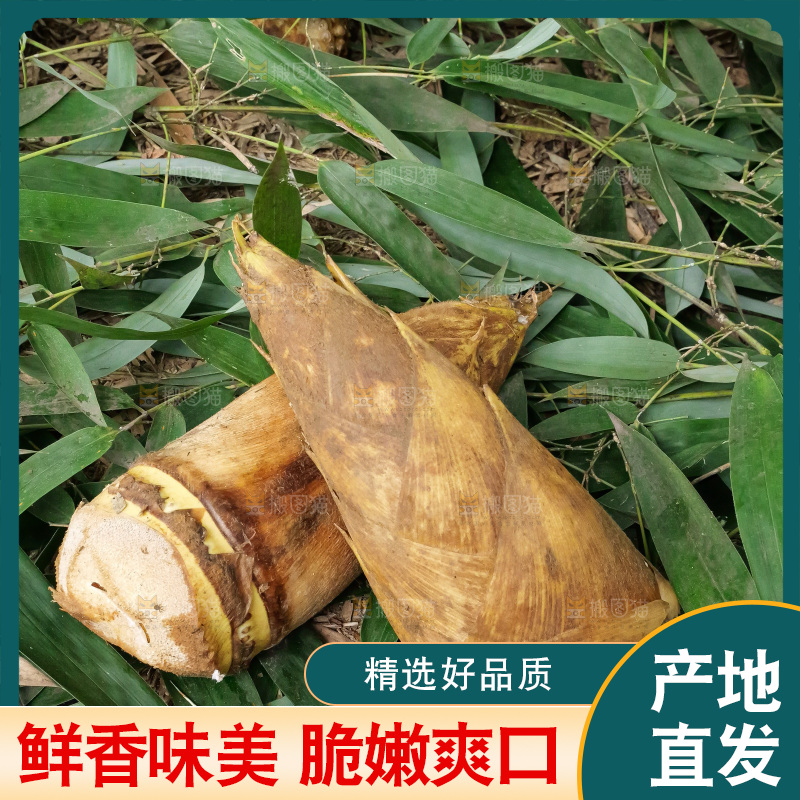 竹林现挖的冬笋