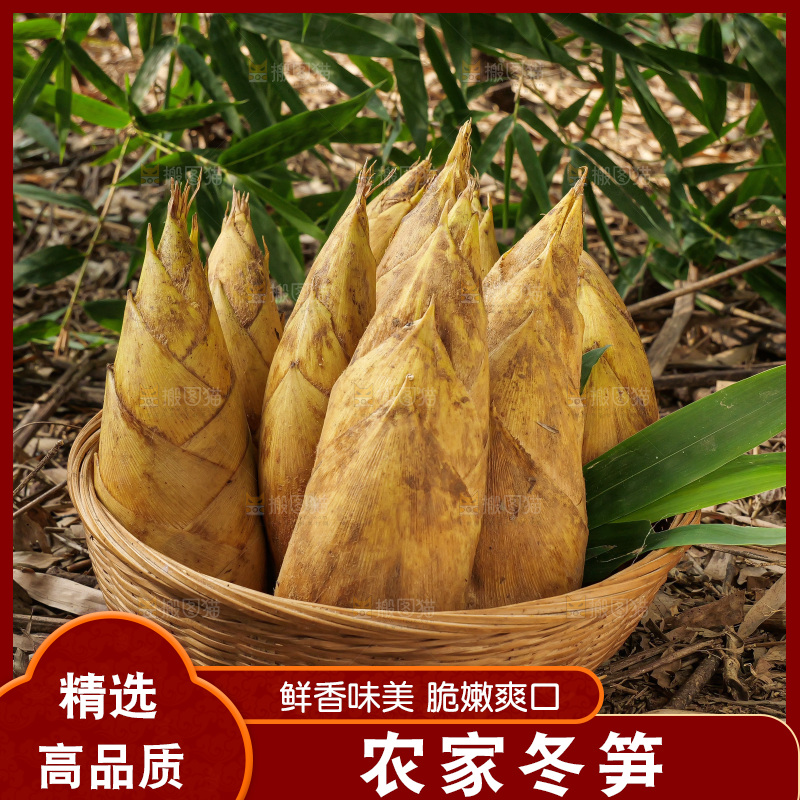 竹林现挖的冬笋