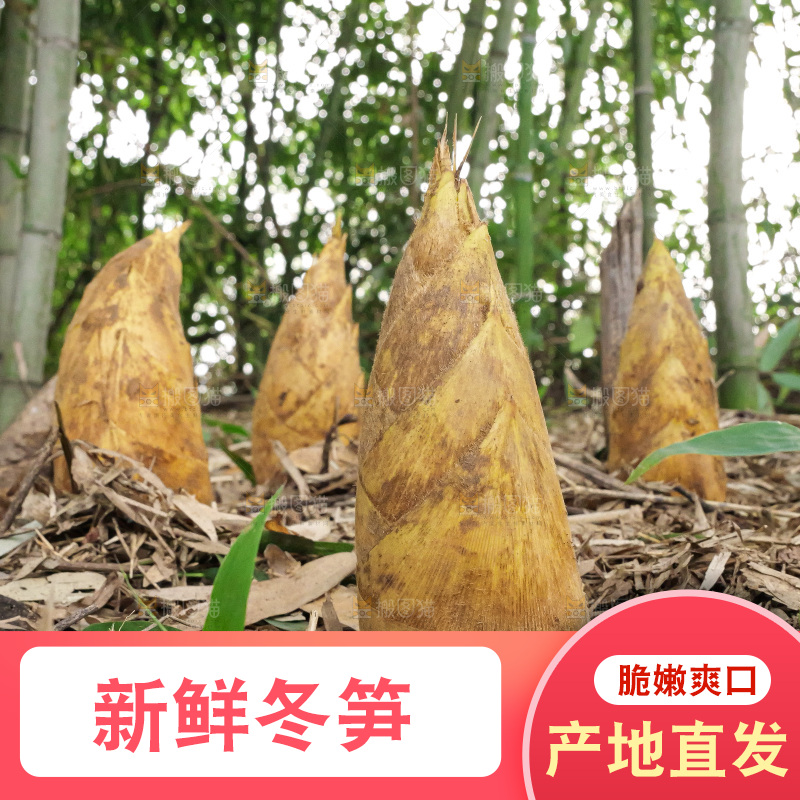 竹林现挖的冬笋