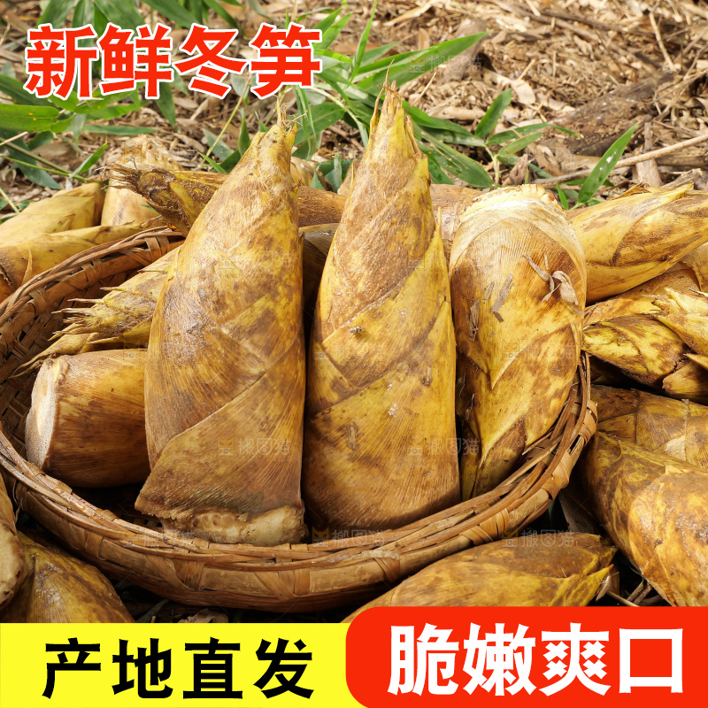 竹林现挖的冬笋