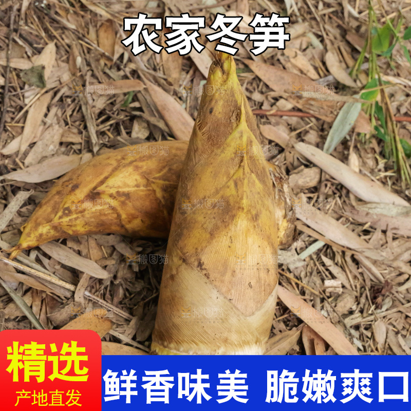 竹林现挖的冬笋