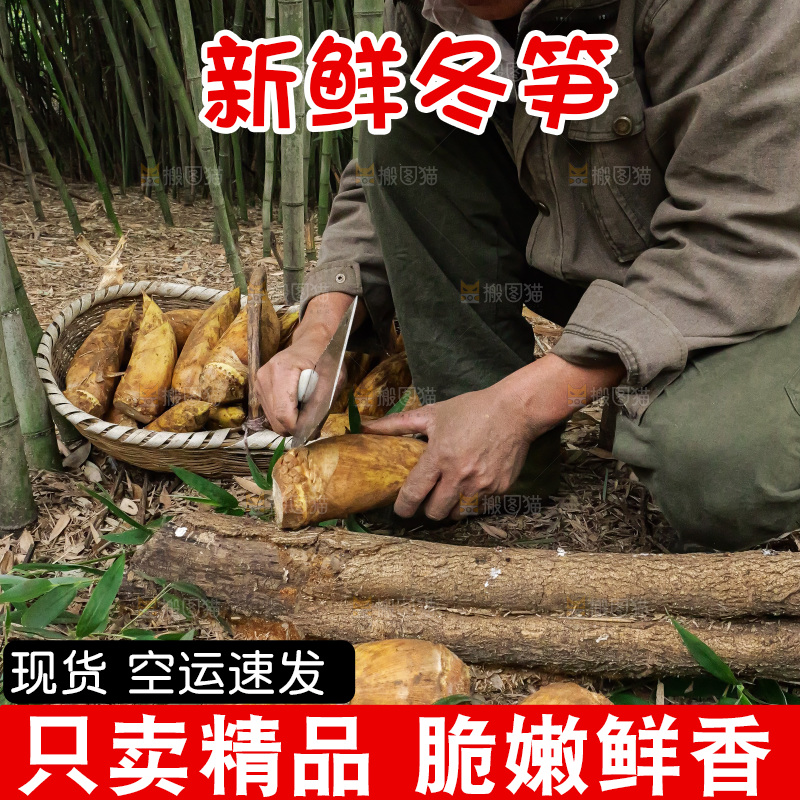 竹林现挖的冬笋