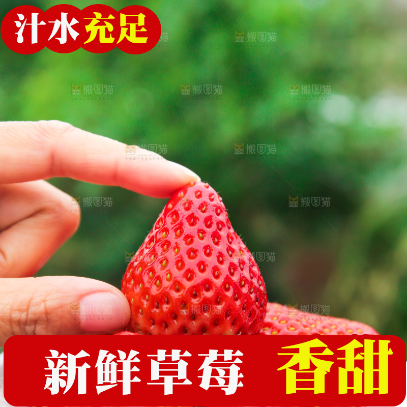 礼盒装新鲜丹东草莓