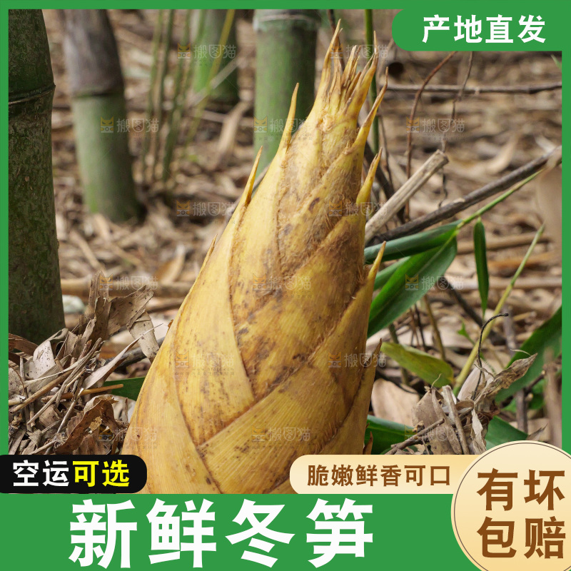 竹林现挖的冬笋