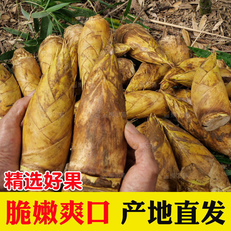 手里拿着的大冬笋