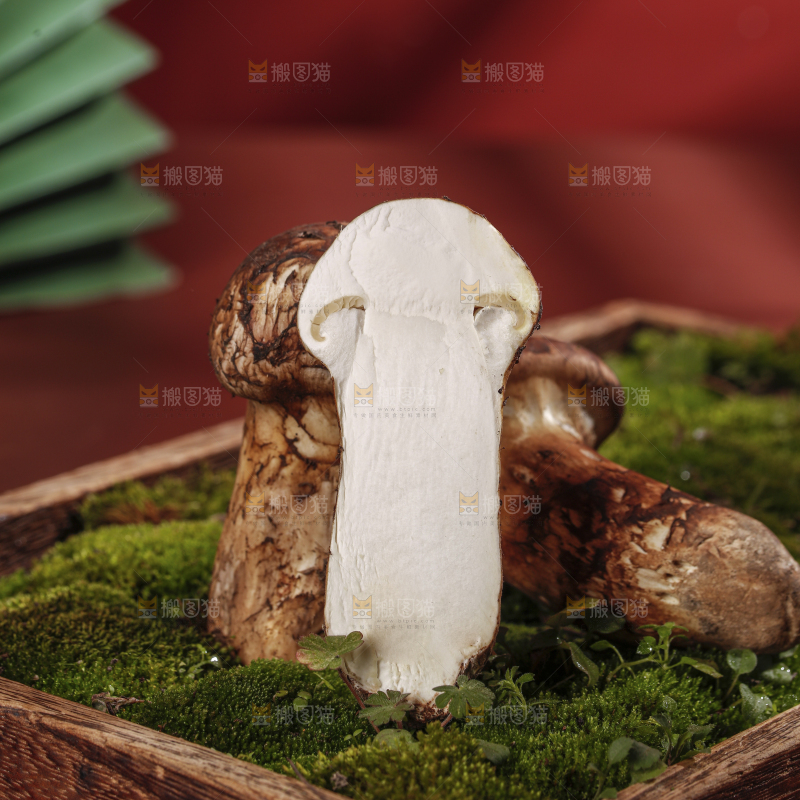 深底上的松茸菇