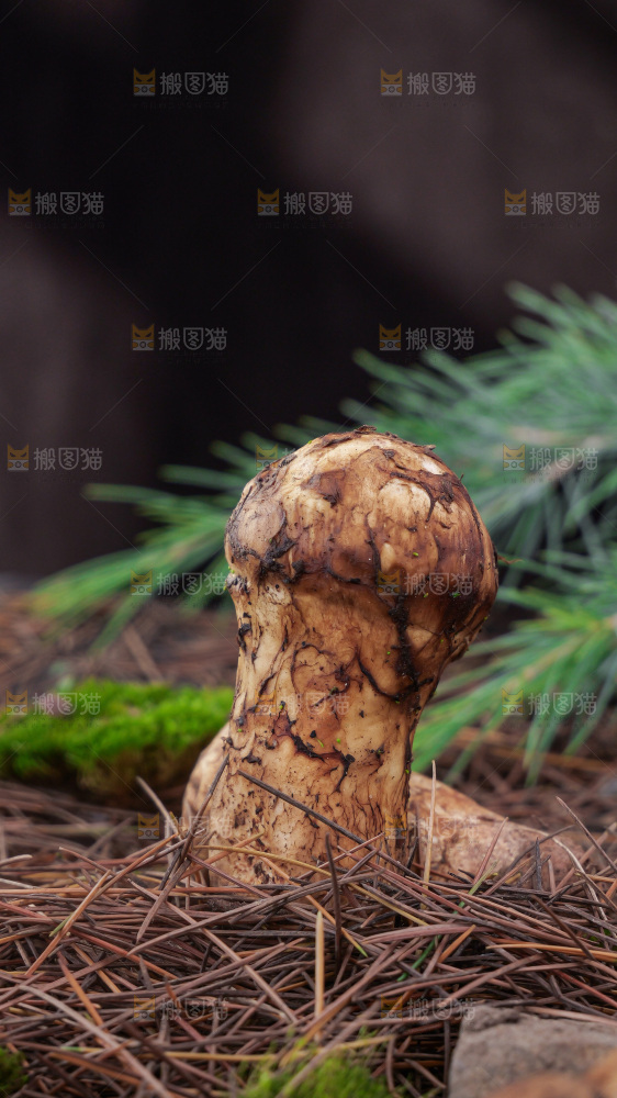 草地上的新鲜松茸菇