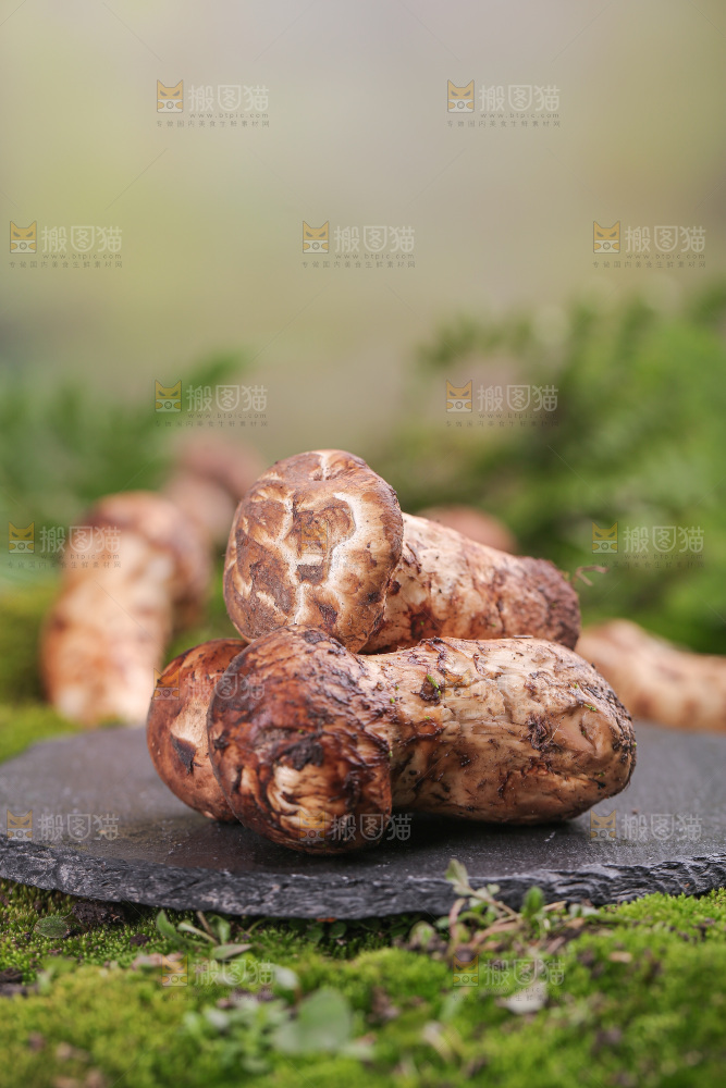 草地上的松茸菇