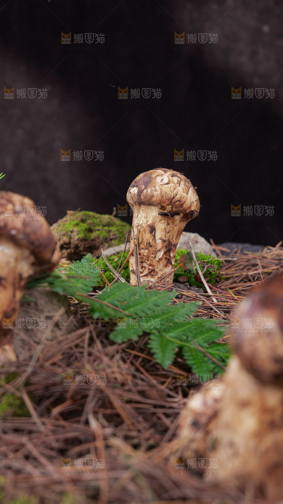 草地上的新鲜松茸菇