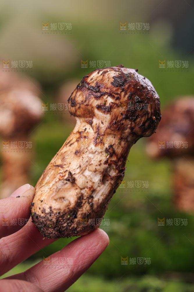 草地上的松茸菇