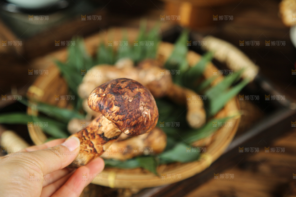 深底上的松茸菇