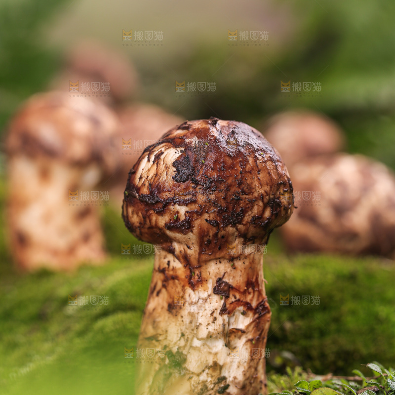 草地上的松茸菇