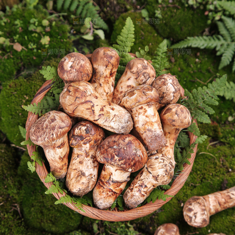 草地上的松茸菇