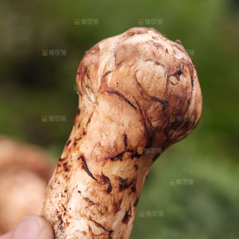 草地上的松茸菇