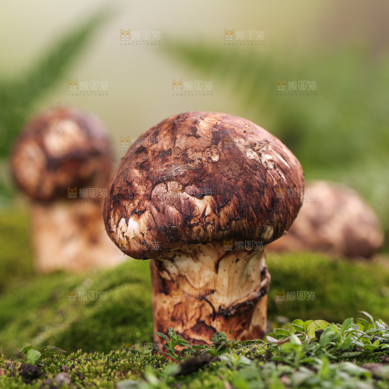 草地上的松茸菇
