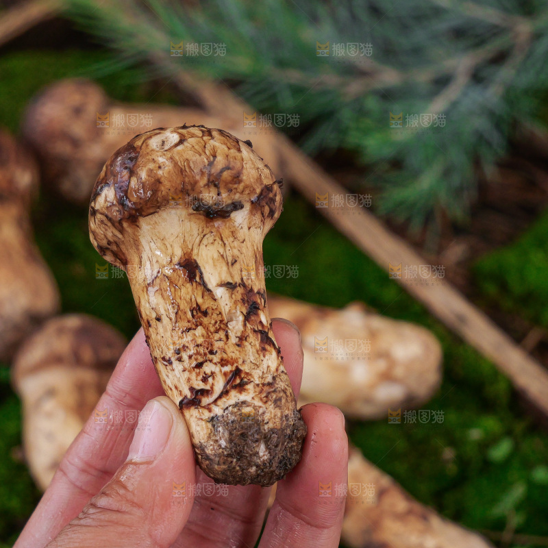 草地上的新鲜松茸菇