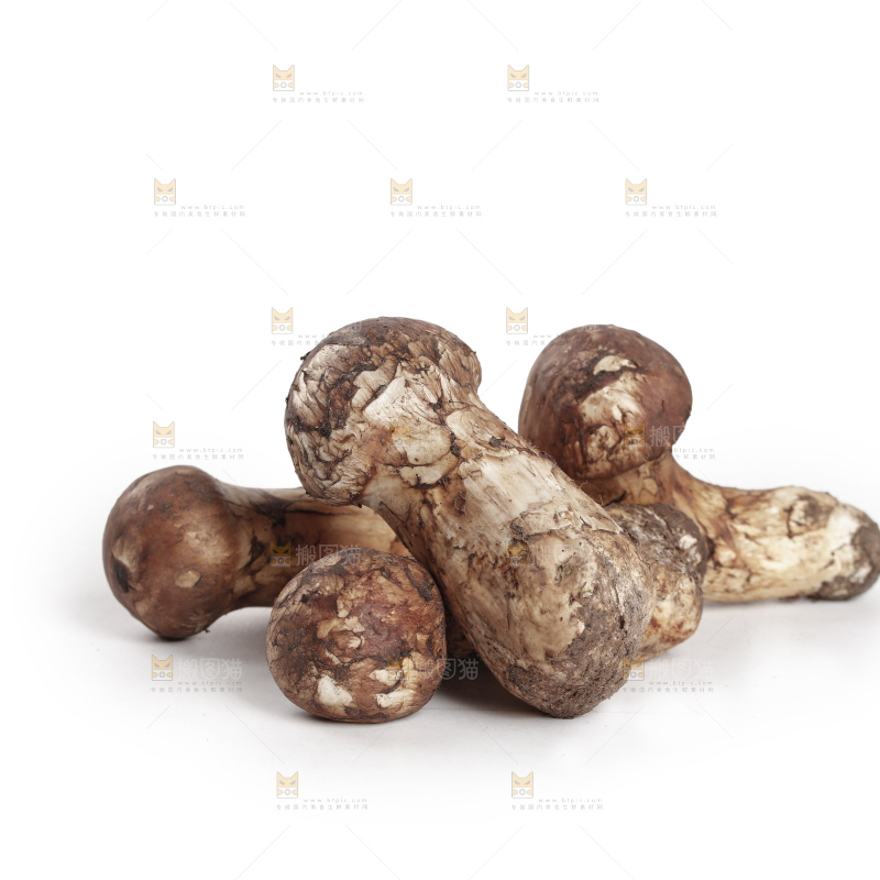 白底上的松茸菇