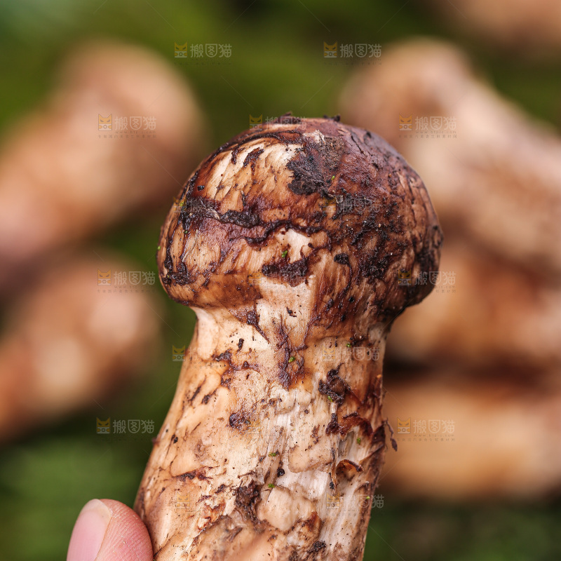 草地上的松茸菇