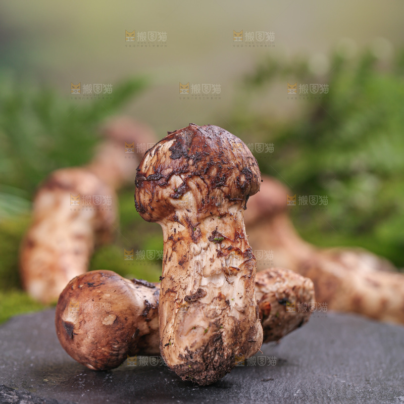 草地上的松茸菇
