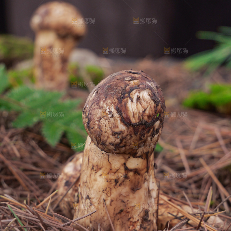 草地上的新鲜松茸菇