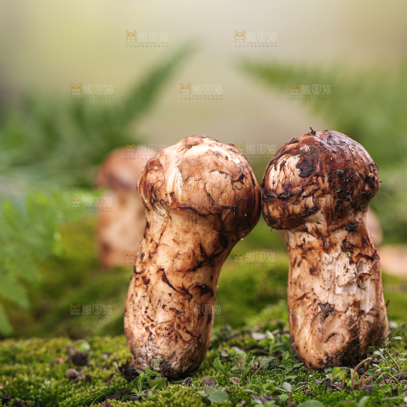 草地上的松茸菇