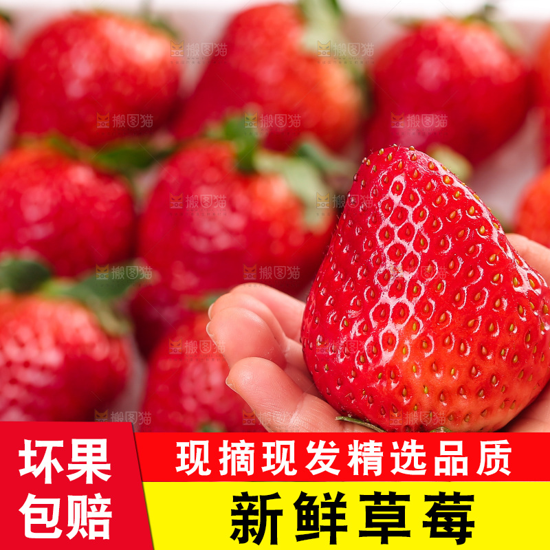 浅底上的丹东草莓