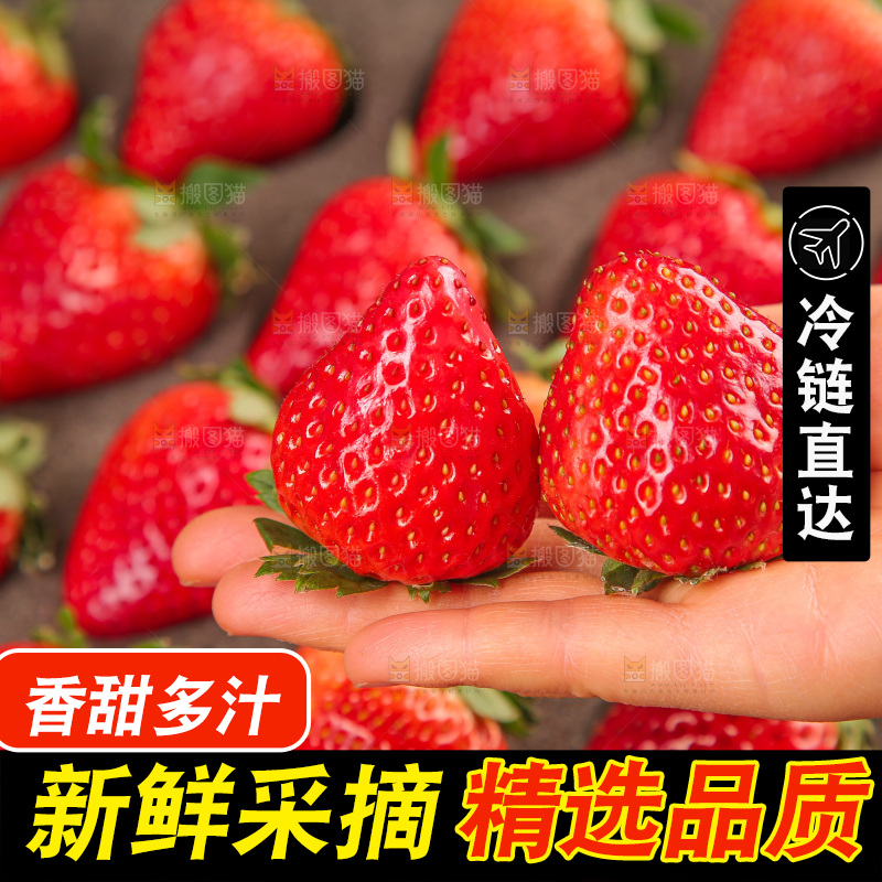 浅底上的丹东草莓