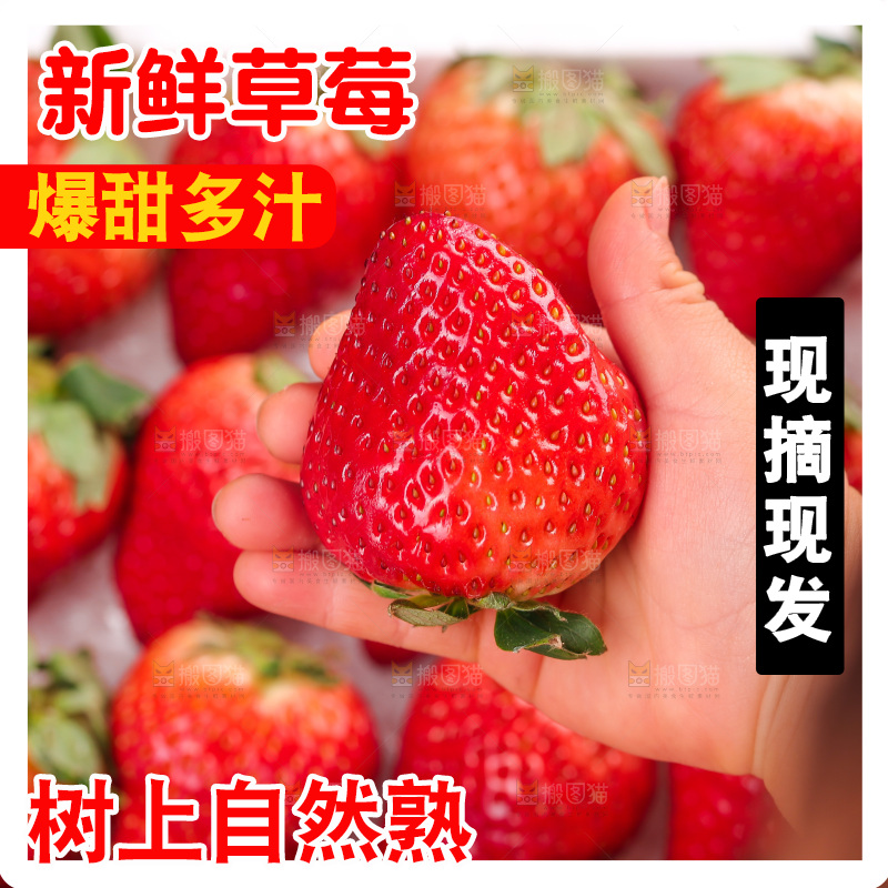 浅底上的丹东草莓