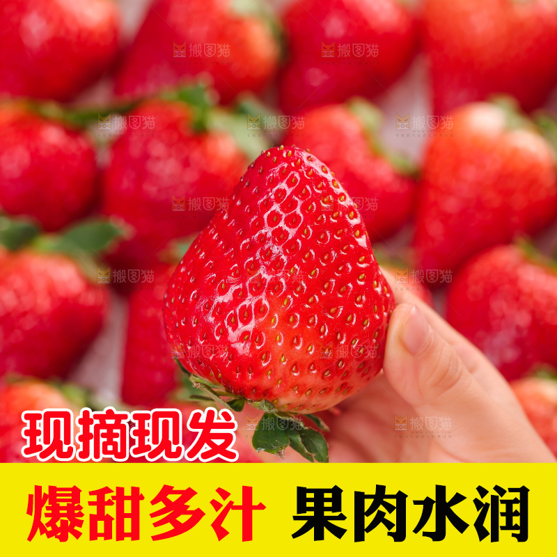 浅底上的丹东草莓