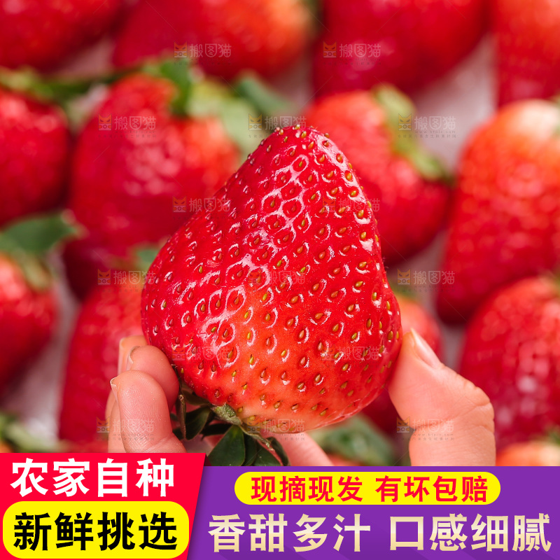 浅底上的丹东草莓