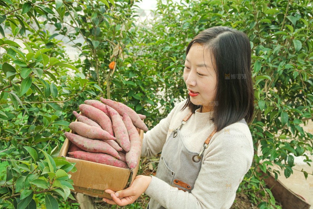 手上拿的红瑶蜜薯
