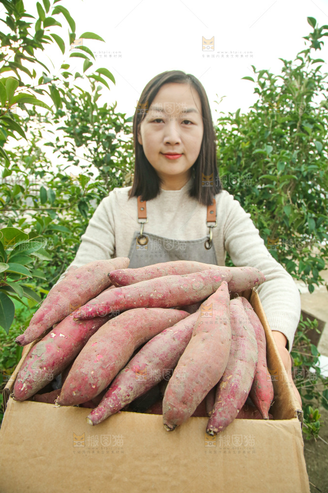 手上拿的红瑶蜜薯