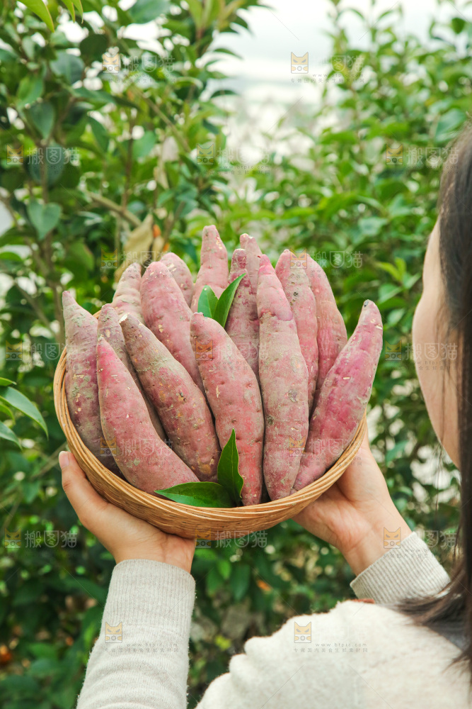 手上拿的红瑶蜜薯