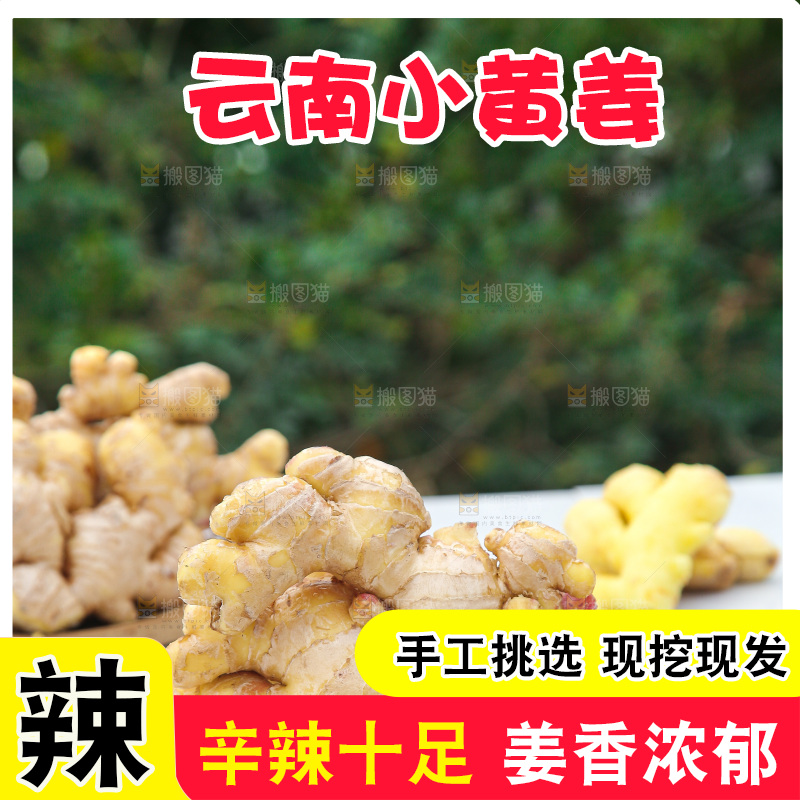 浅底上的小黄姜