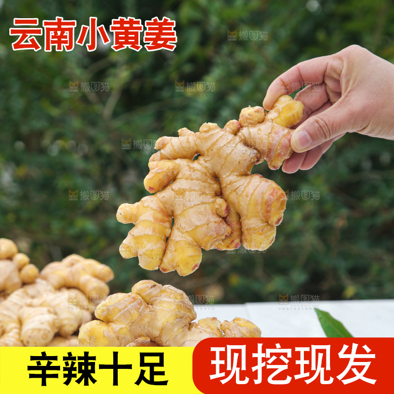 手上拿的小黄姜