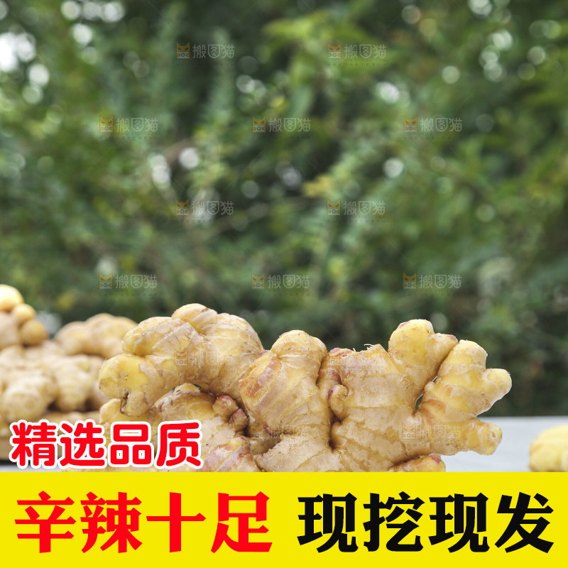 浅底上的小黄姜