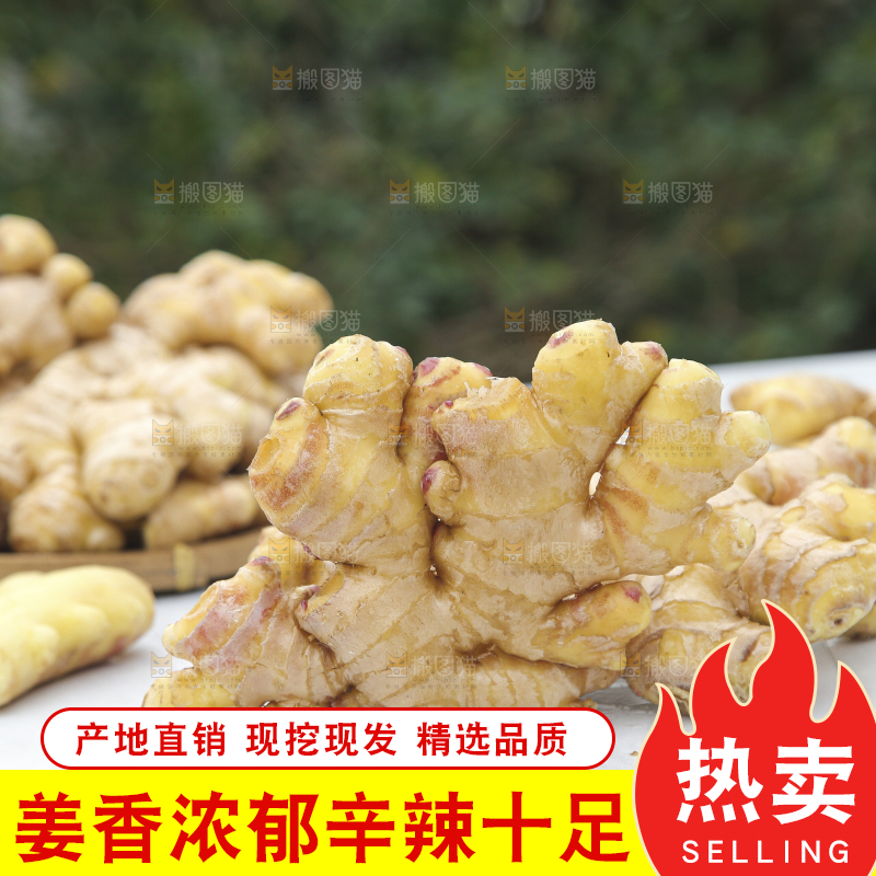 浅底上的小黄姜