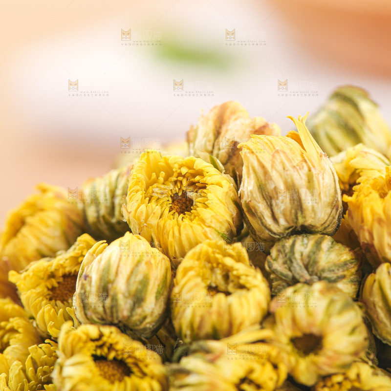 浅底上的胎菊