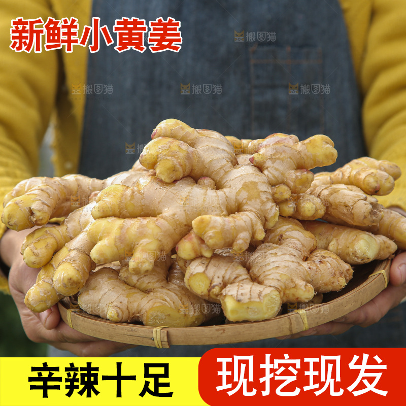 手上拿的小黄姜