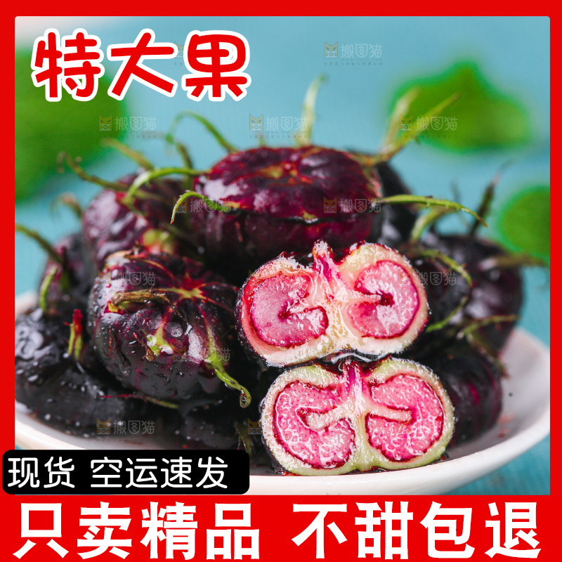 浅底上的红果参