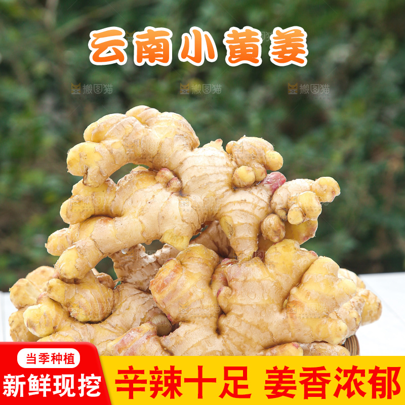 浅底上的小黄姜