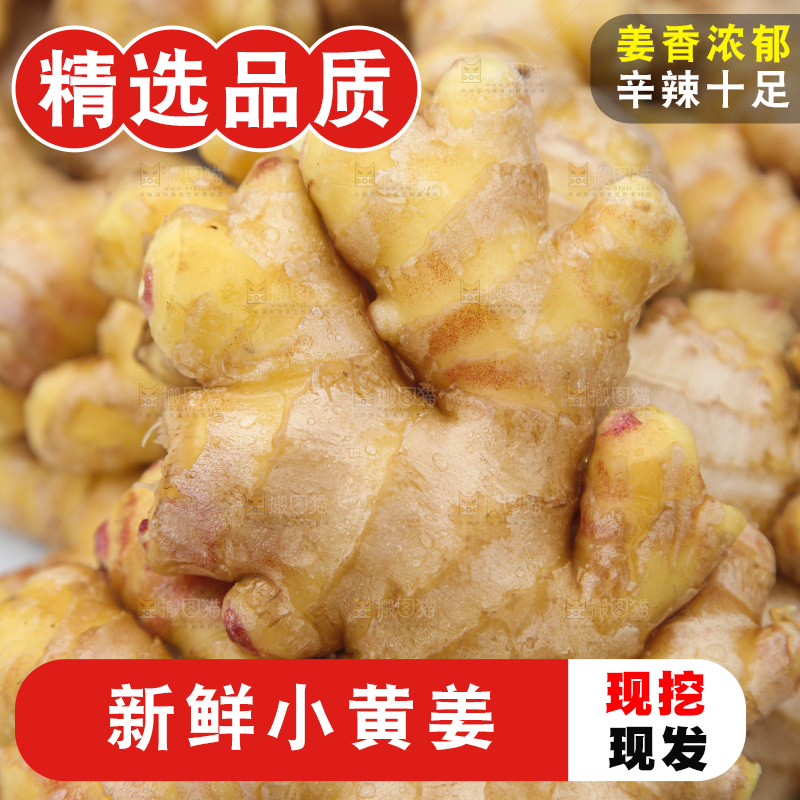 浅底上的小黄姜