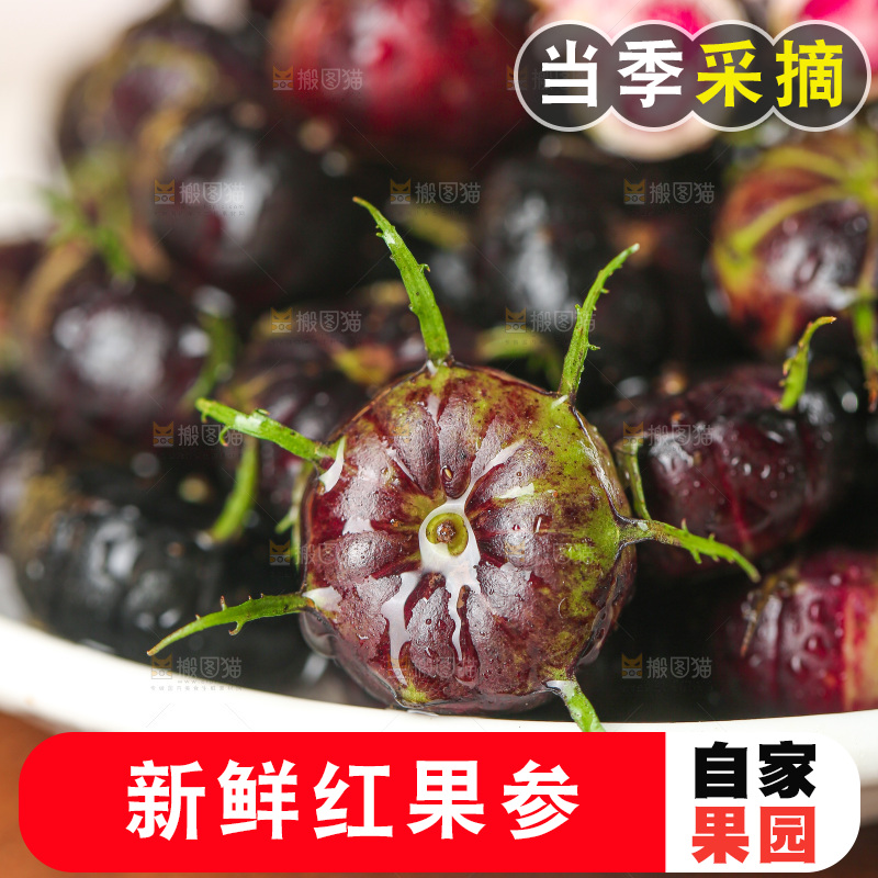 浅底上的红果参