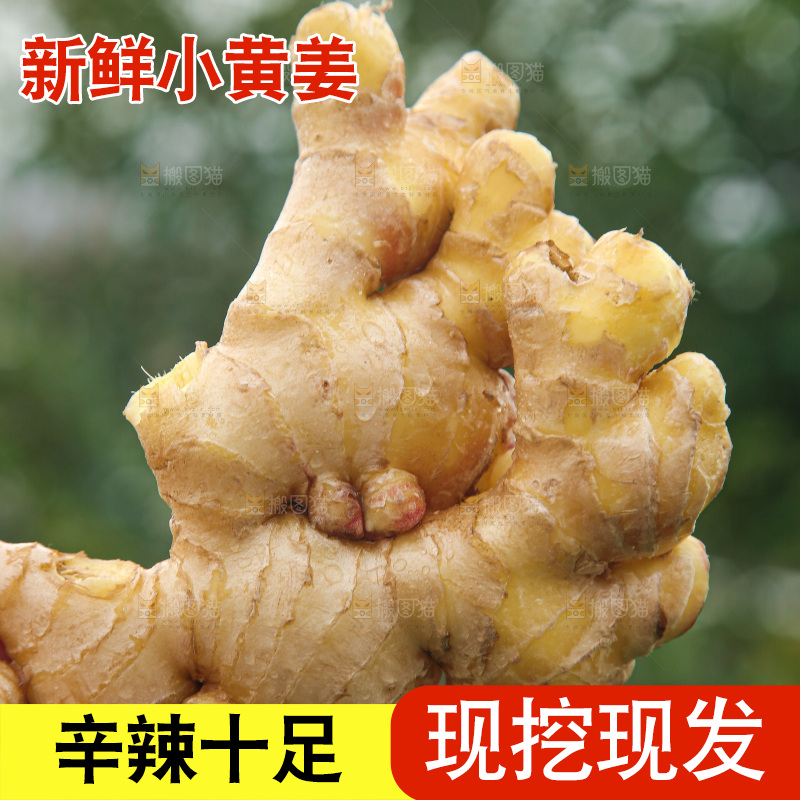 手上拿的小黄姜