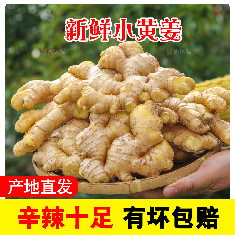 手上拿的小黄姜